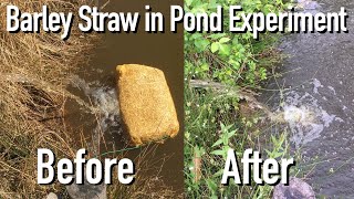 How to Control Algae Growth in Ponds - Part #2