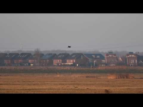 Ruigpootbuizerd biddend, Buteo lagopus hovering, Rough legged buzzard