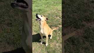 BCSO: Bondable Pup Roxanne