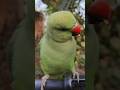#mummy ek gilas pani de do #funny #funnyanimal #funnyparrot #talkingparot #viralvideo #viralreels...