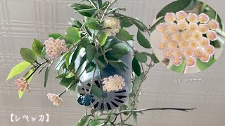 2022年9月9日　ホヤ サクララン 【レベッカ】　7月 8月 9月 と毎月咲いています♪   小さな花の集合体が、あま〜い香りで『咲いたよ』と知らせます　宝石のようなホヤです