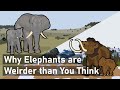 Why Elephants are Evolutionary Oddities