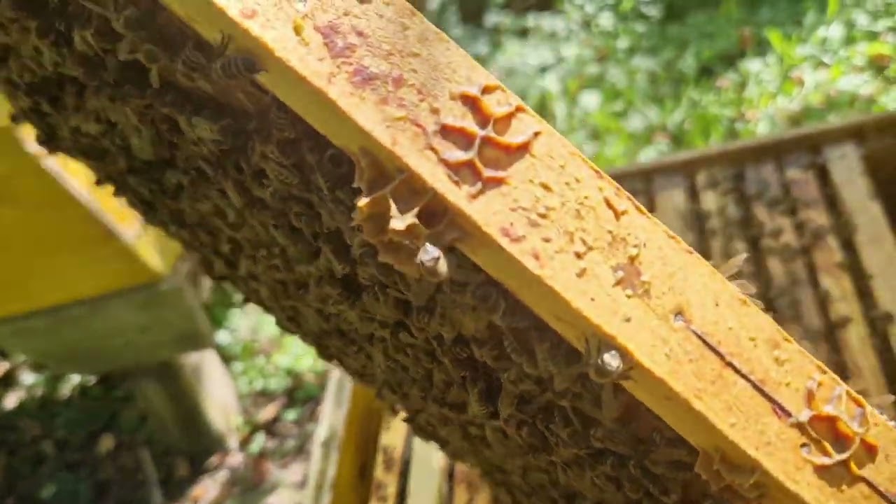 10. September 2023 Rad sa DB košnicom 1 dio.