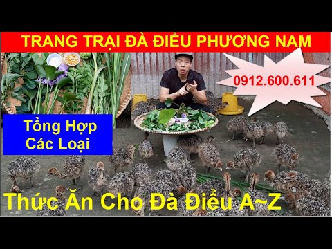 Video: Các loại đà điểu. Đà điểu sống ở đâu và ăn gì? trứng đà điểu