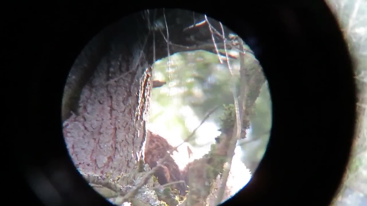 Owls in Northwest Portland