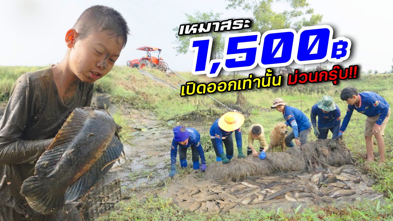 เหมาสระ 1,500 บาท เปิดออกเท่านั้น เจ้าถิ่นยักษ์ใหญ่กองเท่เล่ จะคุ้มไหม? 6 เมษายน 2566