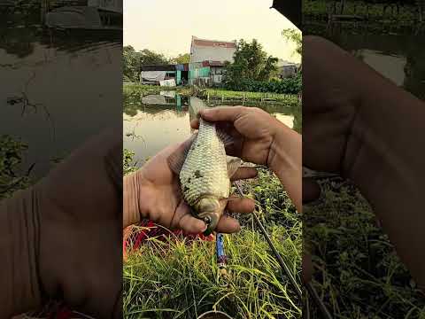 Hồ 33k và nồi canh cá diếc nấu rau ngải cứu #caođàitổng #fishing