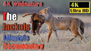 Jackals Lifestyle Doentary Jackal On The Hunt