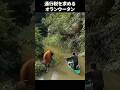 オランウータンの関所