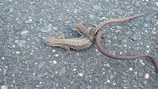 kanahebi様 ニホンカナヘビ Takydromus tachydromoides