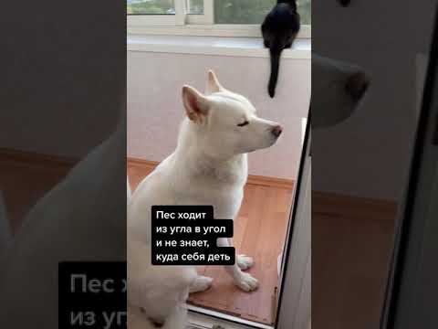 что может быть интересней окна?😂 #shorts #dog #pet #cat #Shorts #animals #1