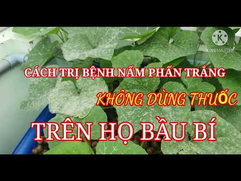 Video: Nấm mốc trên lá bí ngô - Làm gì để trị bệnh phấn trắng trên lá bí ngô