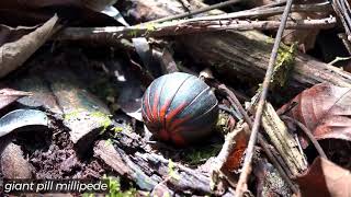 12  Borneo Death Blow    Documentary