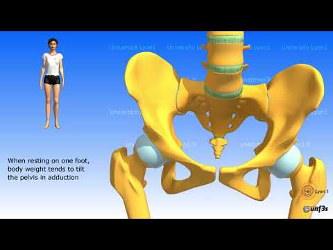 The spinal column: the position of the pelvis. The lumbosacral junction