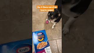 Dogs: Mac and cheese one of my favorite recipes. Dance for it #shorts #dogs #food #hungry