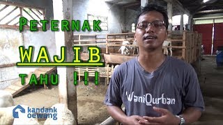 Kandank Oewang - Setiap Peternak Wajib Tahu Filosofi Usaha ON FARM Kambing Domba