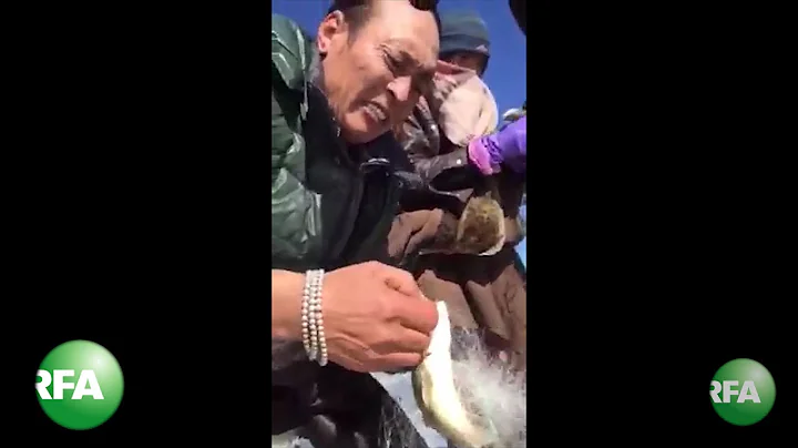 Tibetans Rescue Illegally-Caught Fish at Qinghai Lake - DayDayNews