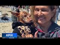 World Dog Surfing Championships return to Pacifica with big crowds and bigger waves