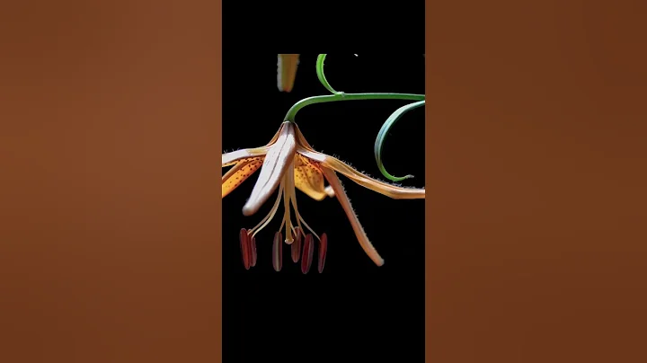 Blooming of lilies under time-lapse photography - DayDayNews