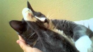 A Look Back at Kittens First Year in Videos