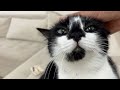 Pet me, pet me, pet me!!