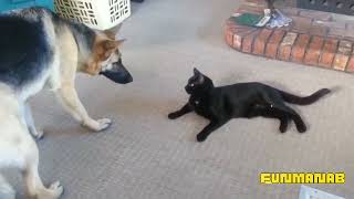 Funny pets videos hilarious funny videos funny animal videos comedy videos laughter challenge video