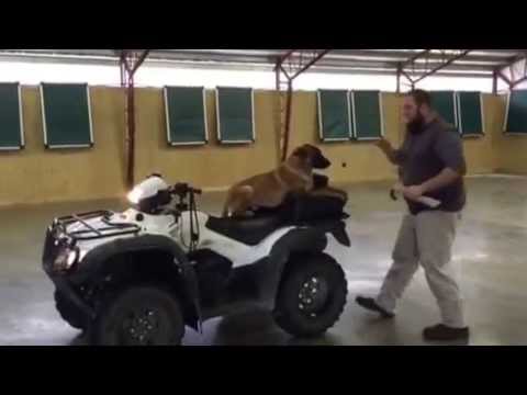 agility logistics Malinois
