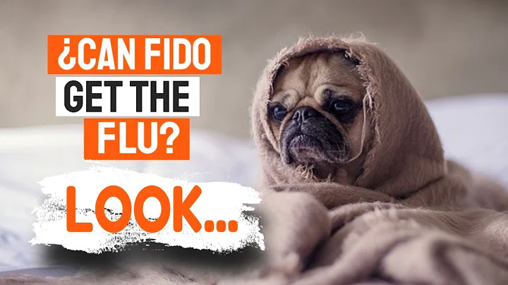 Can DOGS Catch COLD? ¡Attention!