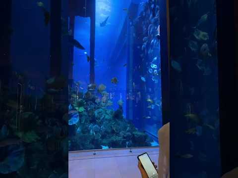 Dubai Aquarium at Dubai Mall | Underwater Zoo | #viral #shorts #dubai