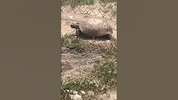 Rare gopher tortoise sighting out side his ￼home