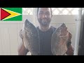 🇬🇾COOKING SOME MASSIVE OVER SIZE TILAPIA MACARONI,PLANTAIN CHIPS AND STAIL JOKES 🇬🇾