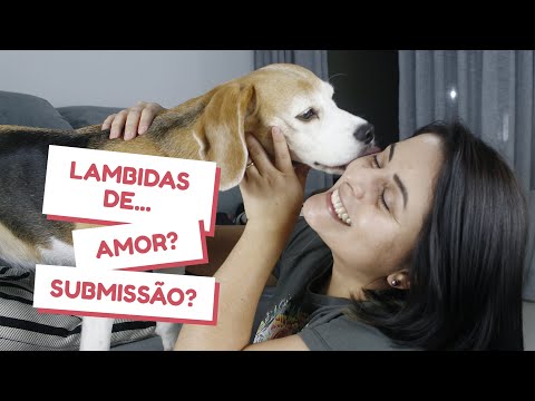 Vídeo: Por que os cães lambem seres humanos