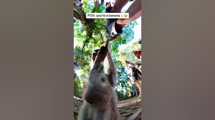 Sacred Monkey Forest in Bali, Indonesia | Cheeky monkey gets up close and personal with the camera