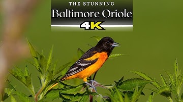 The Striking Baltimore Oriole Up Close, birdwatching