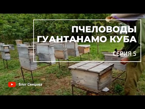 Пчеловоды Гуантанамо -