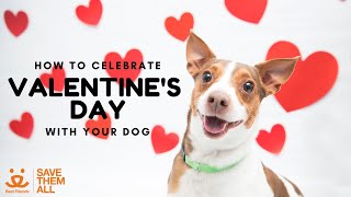 Single but can't mingle? How to Celebrate Valentine's Day with Your Dog