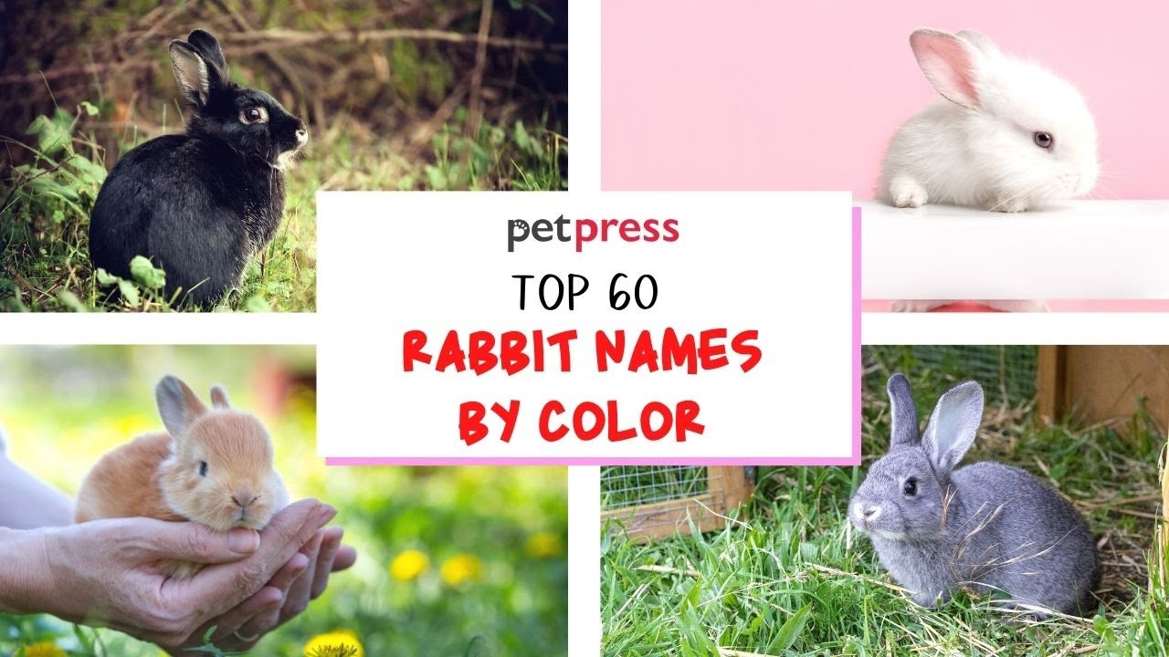 Top 60 Rabbit Names By Color - Names White, Black, Grey, and Brown ...