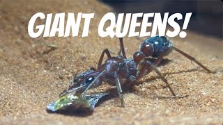 GIANT ANT QUEENS  Myrmecia brevinoda