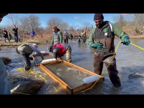 Fish Lift Cobourg Creek April 2, 2022