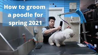 How to Groom a poodle  for Spring 2021 using Zolitta wide blades  - Dog grooming New York city by Dalilas Pet Grooming  265 views 3 years ago 13 minutes, 34 seconds