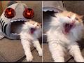 75/SCAREDY CAT · 7co/야다