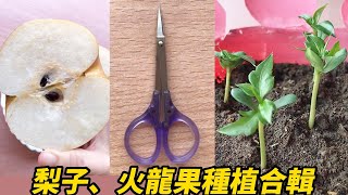 梨子、火龍果種植合輯 | Pear and dragon fruit planting collection
