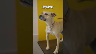 Adorable Dog Wagging Tail on Bright Yellow Background 🐶💛 | Cute Pet Moments