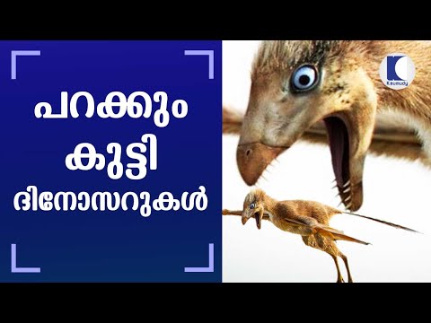 പറക്കും കുട്ടി ദിനോസറുകൾ | U.S. researchers released data on small bat winged bird dinosaur &rsquo;Yi Qi&rsquo;