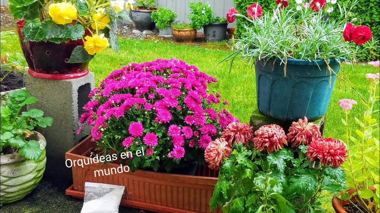 Usos de la cal apagada en jardinería y agricultura