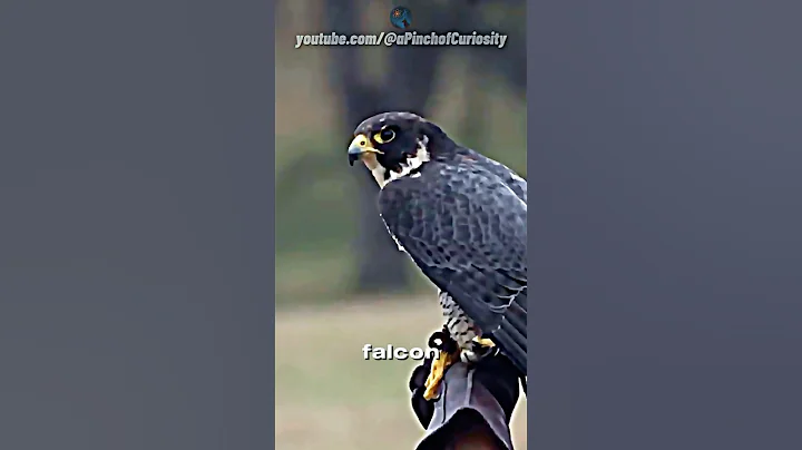 This Bird Flies FASTER Than a Formula 1 Car at 242 MPH! 🚀🦅