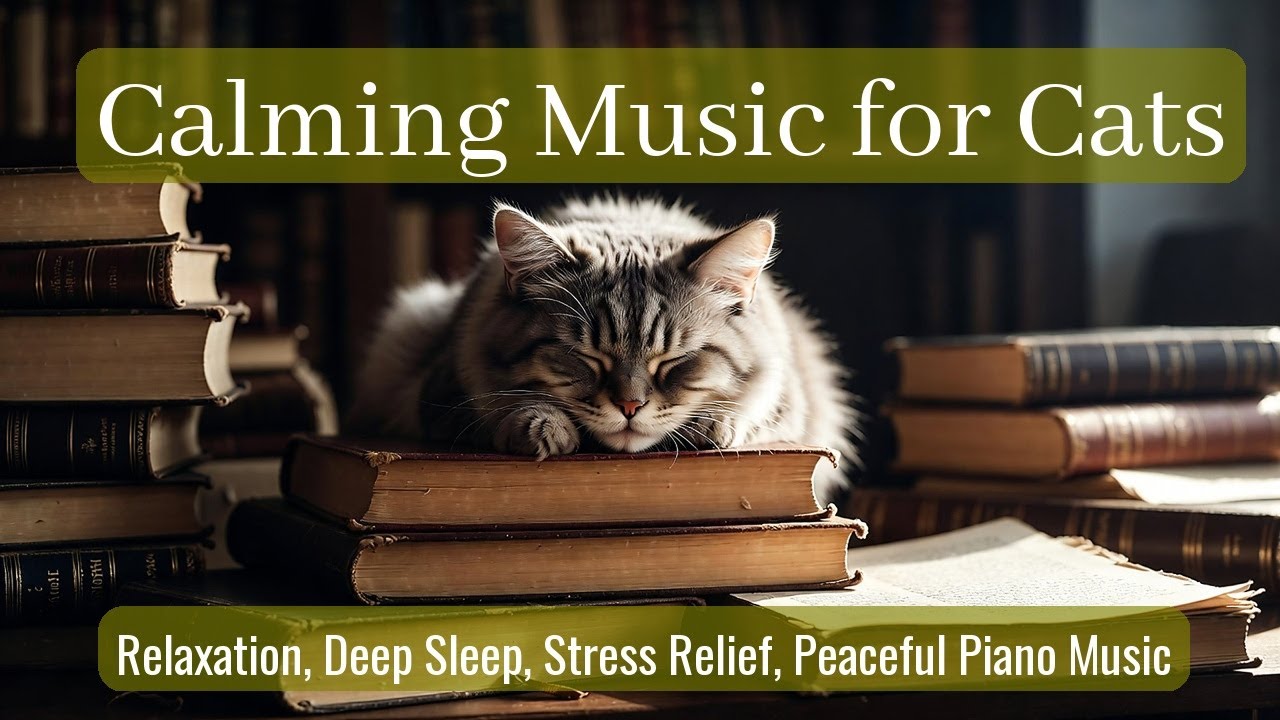 LIVE Relaxing Cat Sleep That Helps Anxiety 🌙 | Season 62