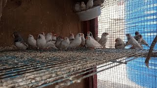 finch breeding colony beautiful avairy