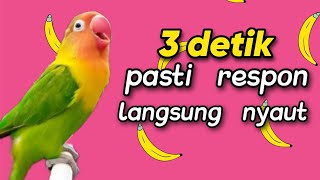 Lovebird gacor ngekek panjang hitungan detik pasti respon