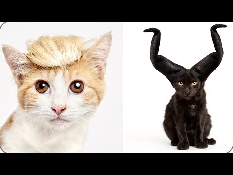أغلى وأغرب 10 سلالات قطط في العالم